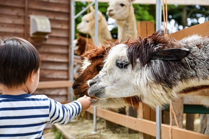 PragueHere.com - Kam v Praze s dětmi - tipy na zoo a zvířecí farmy