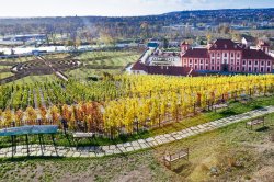 Troja vineyard