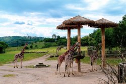 Giraffes in Prague zoo