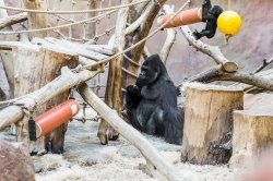 Gorillas in Prague Zoo